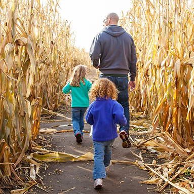 Father, daughter, and son navigating their way through a corn maze